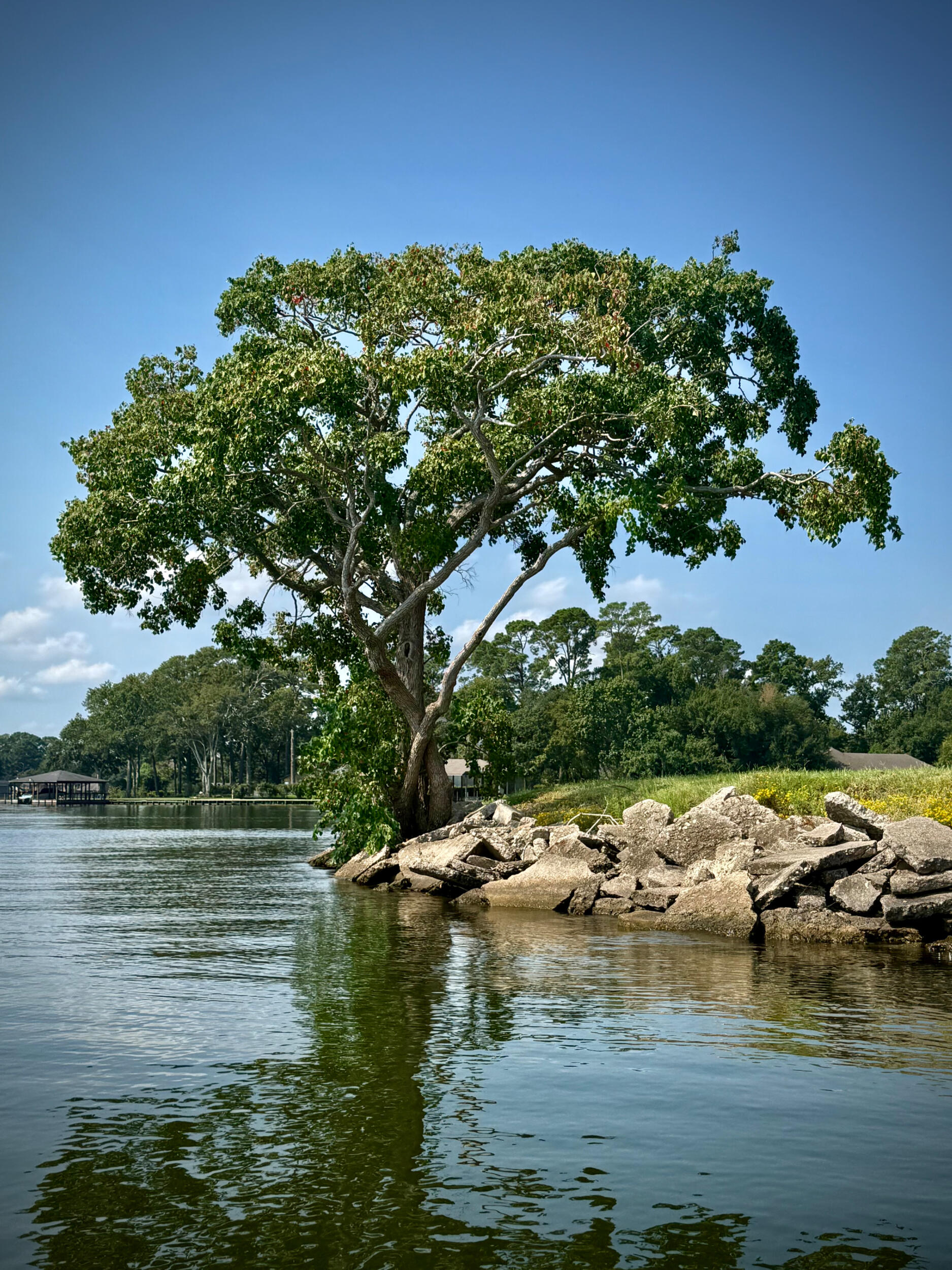 Dad's Tree